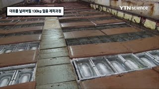 더위를 날려버릴 130kg 얼음, 과연 어떻게 제작될까? / YTN 사이언스