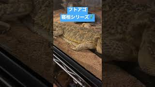 【フトアゴヒゲトカゲ】トカゲの寝相シリーズ🦎　#フトアゴヒゲトカゲ #ペット #爬虫類