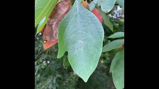 Sassafras albidum - sassafras - affected by drought - Eva Monheim #nature #garden #trees