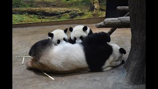 【動画】シンシンの授乳姿が初公開！すくすく育つ上野動物園の双子パンダ、シャオシャオとレイレイの最新映像です