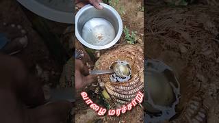 Natural drink வாழை மரச்சாறு. Kidney கல் கரைக்கும் ஒரு அற்புத மருந்து