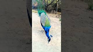 🥰🥰 wow so cute peacock 🥰🥰 #peacock #birds #animals #nature #peacocking #peacocklife #peacockbeauty