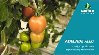 Tomate pera ADELADE