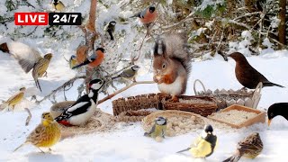 🔴24/7 CAT TV NO ADS😺 Cheerful Birds and Cute Squirrels on a Sunny Winter Day (4K)