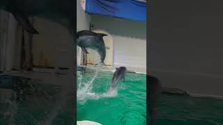 #shorts めっちゃ近かったイルカ（おたる水族館）