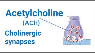 Cholinergic Synapse Mechanism