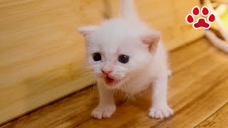 ゴロゴロと喉を鳴らしてご満悦の可愛い子猫ベル【瀬戸のベル日記】