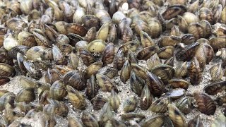 Intensive phobias be careful! Densely packed with sea melon seeds, burst the barrel directly