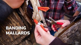 Chêne Gear | Banding Mallards