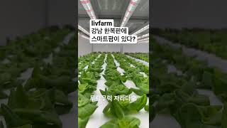 스마트팜에 재배된 채소 맛은 어떨까🌱? #shorts #스마트팜 #건강 #채식