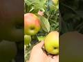 USA 🇺🇸 Apple picking 🍎❤️ ആപ്പിൾ തോട്ടം 😍👌 #malayalam #apple #applepicking #malayalamvlogs