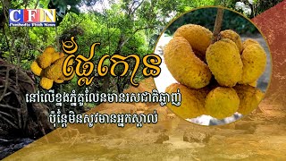 ផ្លែកោននៅលើខ្នងភ្នំគូលែនមានរសជាតិឆ្ងាញ់ប៉ុន្តែមិនសូវមានអ្នកស្គាល់ | CFN TV (បទយកការណ៍) 08-7-22