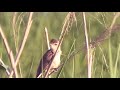 chirping of oriental reed warbler and waterside birds.　オオヨシキリの囀りと水辺の鳥【 nussie village ぬっしー村 】