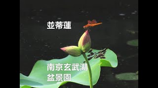 南京玄武湖驚現並蒂蓮