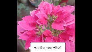 পনসেটিয়া গাছের পরিচর্যা।How to grow and care ponsatiya plant.