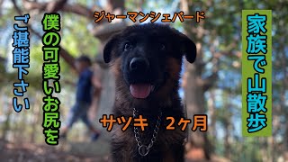 【ジャーマンシェパード】ゆっくりまったり山散歩　適当に登っていると御神木を発見しました！