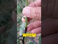 TOMATO EGGPLANT GRAFTING