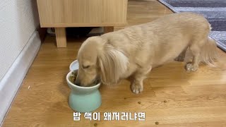 이상하게 밥 먹는 강아지에 대하여