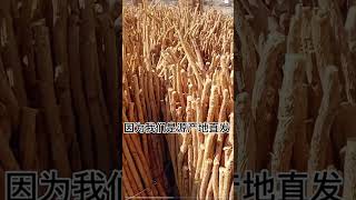 Astragalus, 'n Chinese kruiemedisyne wat in Gansu vervaardig word. گون، یک داروی گیاهی چینی #shorts