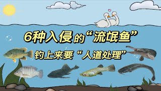 盘点6种入侵的“流氓鱼”，钓到了别放生，“人道处理”最妥当