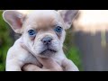 Discover French Bulldog Puppies: Cuteness Overload!