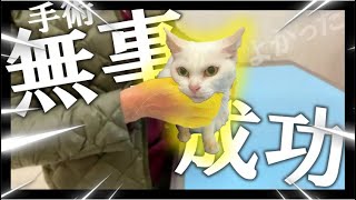 【手術】猫の尿管結石 獣医のリアルな戦い(後半) ストーリー