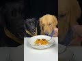 we love to eat. labrador and golden. the daily life of two cute dogs