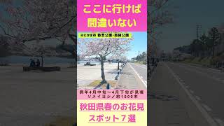 １分で分かる【絶対に外さない】秋田県絶景お花見スポット７選　桜の名所