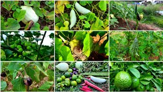 நம்ம தோட்டத்து காய்கறிகள் கீரைகள் அறுவடை செய்யலாம் வாங்க|Vegetable Harvesting ln Our Farm|Garden