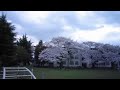 阿佐ヶ谷　桜　阿佐ヶ谷住宅（団地）