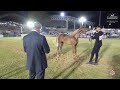 N 114 YASMENAH ASALIA   Iksal Arabian Horse Show   Yearling Fillys 2023 C Class 10