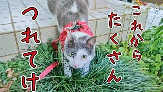 元野良猫のはじめてのお散歩【保護猫】