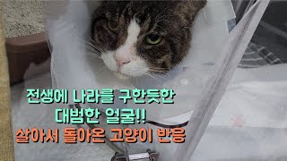 전생에 나라를 구한듯, 몇번이나 살아서 돌아온 고양이가 집에 돌아와서 보여주는 반응이 기가막혀요