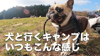 【ブヒキャン】犬と行くキャンプはいつもこんな感じ