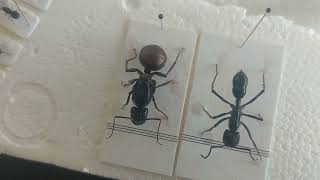 Dinomyrmex (Camponotus) gigas vs Dinoponera grandis. Samples 23.08.2022