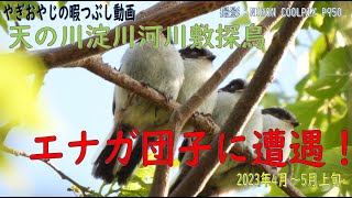 エナガ団子に遭遇！大興奮！【天の川淀川河川敷探鳥】