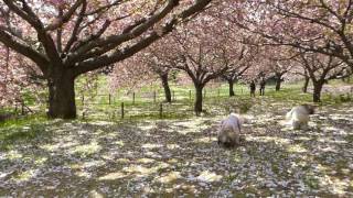 シーズーあゆみら　ボタン桜の下でお散歩