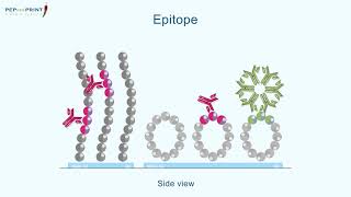 PEPperCHIP® Peptide Microarray Applications