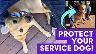 Service Dog Training: Spin Into Middle (\