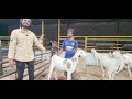 sanjari goat farm breeding setup sojat bakriyaa saste main bhiwandi.