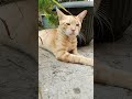 Makan gemuk,gak makan lemas #cat #catlover #kucingimut#catvideos  #kucinglucu