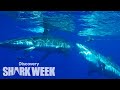 Great White Attacks Another Shark! | Shark Week