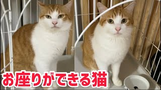 お座り！ができる猫【背中にハートがある猫】