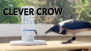 Kräri The Crow \u0026 The Food Tower Game (Story 17)