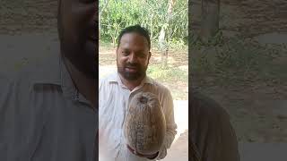 coconut farming।।#cocoter #agriculture