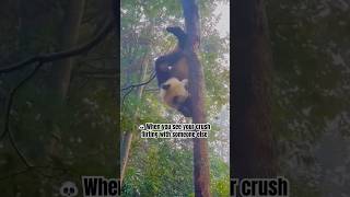 🐼 Panda Meme | When you see your crush flirting with someone else #shorts #memesvideo