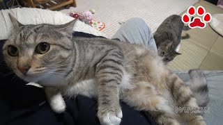 もうすぐ成猫 しぴを抱っこ【瀬戸のしぴ日記】 It can not be said that another kitten Chipie