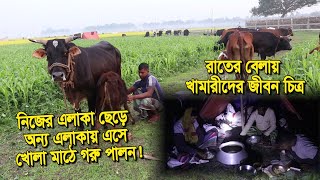 Krishi-168 | নিজের এলাকা ছেড়ে অন্য এলাকায় এসে খোলা মাঠে গরু পালন |রাতের বেলায় খামারীদের জীবন চিত্র |