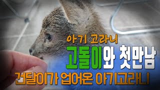 아기고라니 강아지가 산에서 데려왔대요 #고라니 #야생고라니 #아기고라니 #야생동물