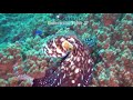 隠れ上手なタコさん　ワモンダコ　擬態　common reef octopus